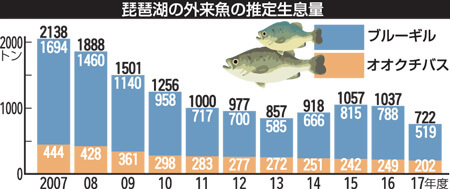 琵琶湖の外来魚が過去10年で最少！ブルーギルの寿命が原因