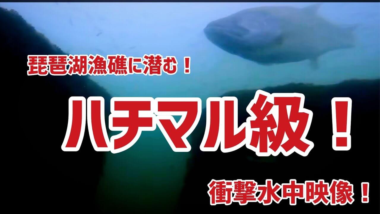 琵琶湖漁礁に潜む「ハチマル級」ブラックバスの衝撃水中映像！